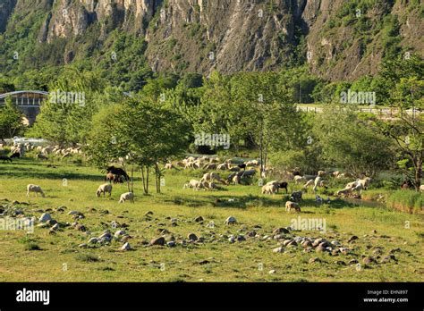 Sheep herd in mountain hi-res stock photography and images - Alamy