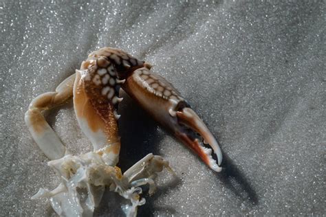 Crab Claw in Close Up Shot · Free Stock Photo