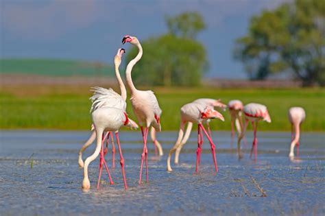 Colorful Bird Flamingo Nature Habitat Background Bird Greater Flamingo Phoenicopterus Roseus ...