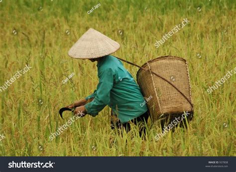 Worker In Paddy Field, Vietnam Stock Photo 937808 : Shutterstock