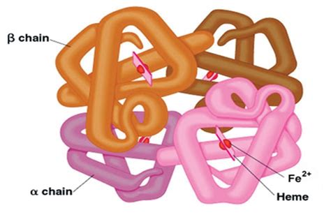 MCQ on Hemoglobin Structure and Function: Lecture Notes and MCQs ...