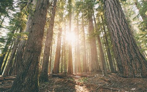 HD wallpaper: Woods, 4K, Oregon, Hamaker Campground, Forest | Wallpaper ...