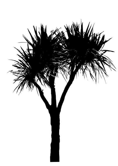 Palm Tree Black Silhouette Free Stock Photo - Public Domain Pictures