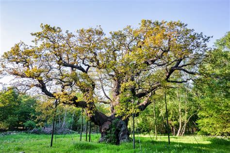 The Major Oak stock image. Image of britain, giant, branches - 249674555