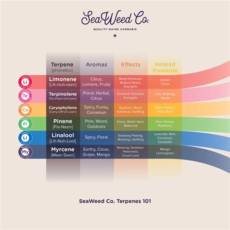 Let's Talk Terpenes!