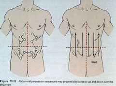 ABDOMEN Flashcards | Quizlet