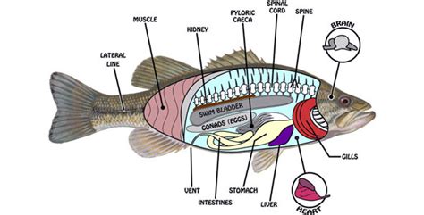 Fish Anatomy | Fish Breeds – Information and pictures of saltwater and fresh water fish