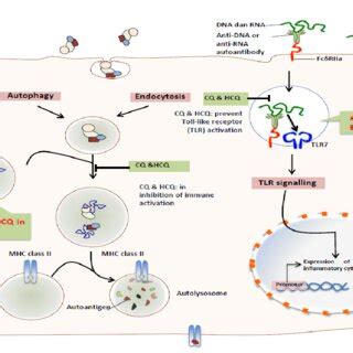 Chloroquine and hydroxychloroquine mechanism of action as immunomodulator. | Download Scientific ...