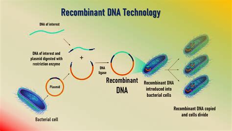 What is Recombinant DNA Technology ? Applications of rDNA Technology