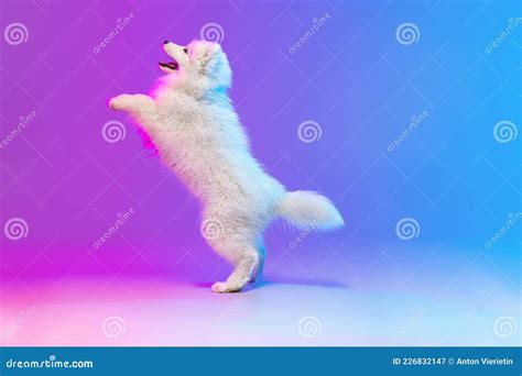 Portrait of Cute White Beautiful Samoyed Dog Posing Isolated on Blue Background in Pink Neon ...