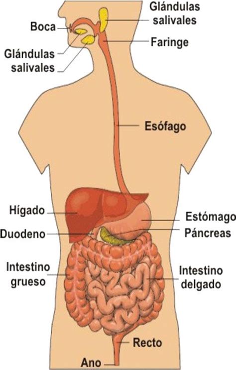 Imagen modificada con Skitch (Evernote) de las partes del digestivo y… | Organos del cuerpo ...