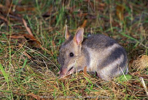 Eastern Barred Bandicoot stock photo - Minden Pictures