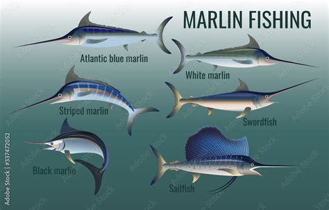 Blue, black, striped and white marlin, swordfish and sailfish Stock ...