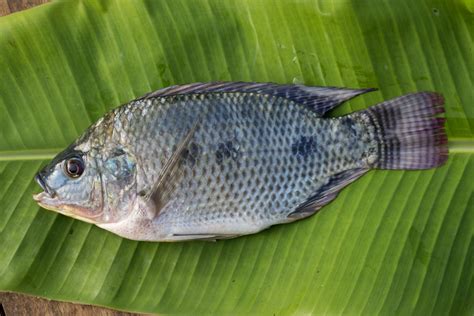 Tilapia: A Comprehensive Guide to Habitat, Diet, and Aquaculture ...