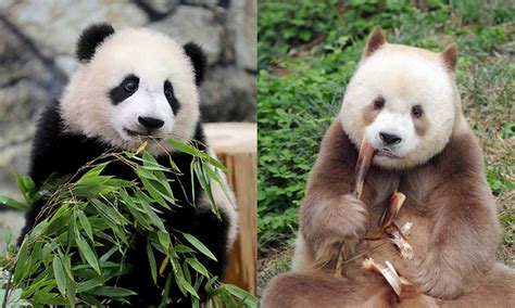 World's only brown panda raised in captivity to make public debut in NW China - Global Times ...