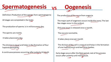 Spermatogenesis vs oogenesis | Differences | Biology lectures ...