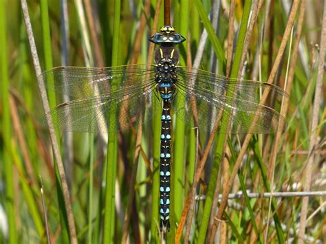 Common Hawker - British Dragonfly Society