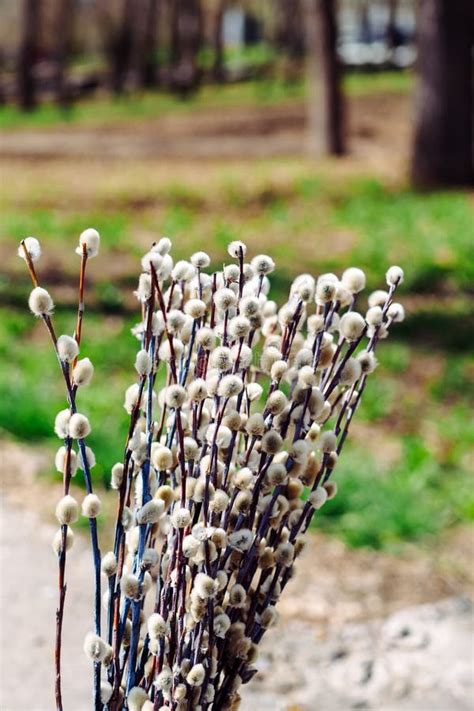 A Bouquet of the Willows in the Park Stock Image - Image of bouquet ...