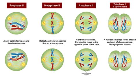 What Is Meiosis? — Definition & Overview - Expii