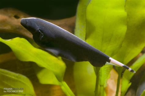 Black Ghost Knifefish - Knifefish - Apteronotus albifrons | Tank Facts