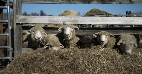 Moorestown's Little Hooves sheep farm among largest in New Jersey