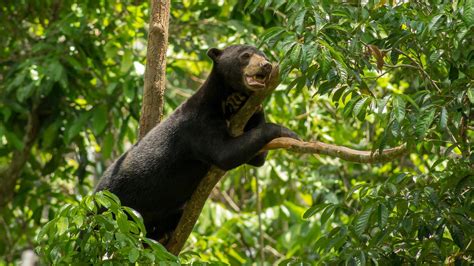 Wildlife Holidays in Borneo - Naturetrek