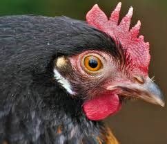 Lakenvelder Chickens (Lakenfelder) {The 101 Lakenvelder Guide}