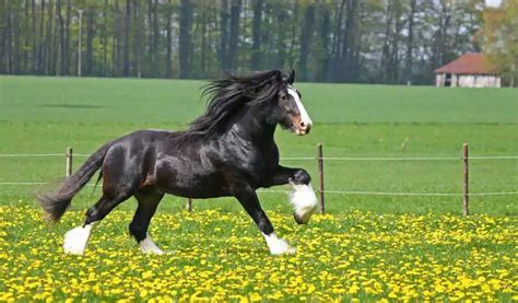 Shire Horse Breed Info & Facts