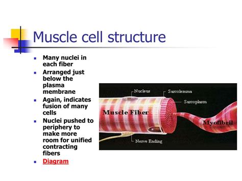 PPT - Muscle Cell Function PowerPoint Presentation, free download - ID ...