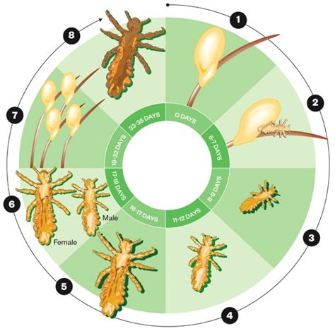 The Life Cycle of Nits and Lice - No Nits Now