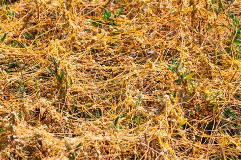 Cuscuta Images – Browse 23,265 Stock Photos, Vectors, and Video | Adobe Stock