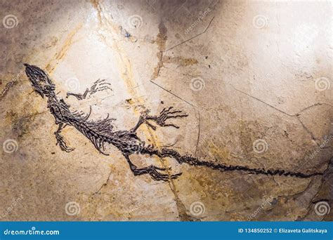 Beijing China, October 16, 2018: Terodactyl Fossil, Pterodactilus ...