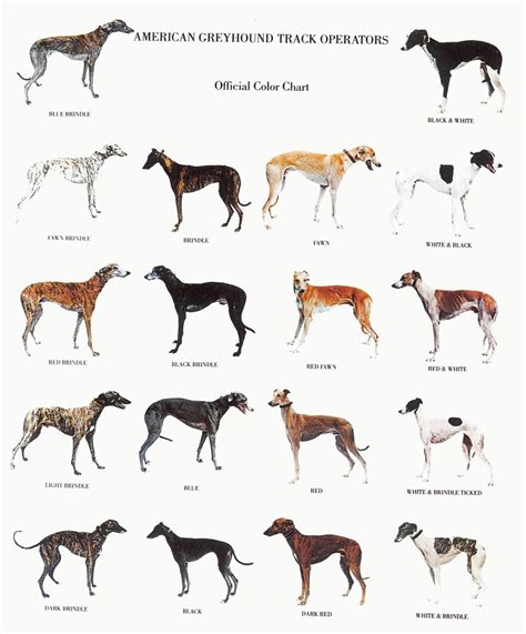 Greyhound Color Chart.