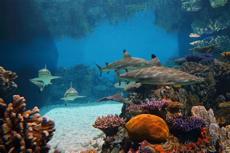 National Aquarium_Blacktip Reef Sharks_Photo Credit Visit Baltimore ...