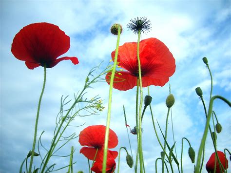 Poppy Field Free Photo Download | FreeImages