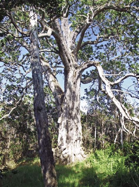 Large Acacia koa in mixed koa-'ō'hia forest on leeward Hawaii. | Download Scientific Diagram