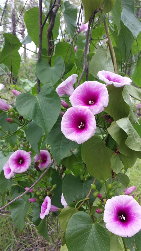 Photo of the bloom of Morning Glory (Ipomoea abrupta) posted by ...