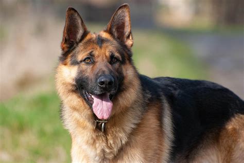 10 Best Police Dog Breeds That Help Law Enforcement (with Pictures) - Rested Paws