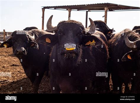 Mediterranean water buffalo hi-res stock photography and images - Alamy