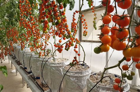 Hydroponic Climate Controlled Greenhouse with fully automated system-Pakistan Hydroponics ...