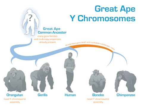 Genetic Analysis Reveals Evolution of the Enigmatic Y Chromosome in ...