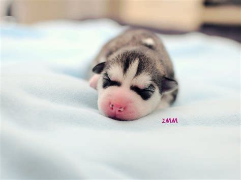 newborn husky puppy | Cute husky puppies, Cute wild animals, Super cute ...