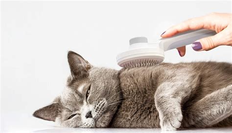 The Ultimate Guide: How to Restrain a Cat for Grooming and Keep Calm - BEACONPET