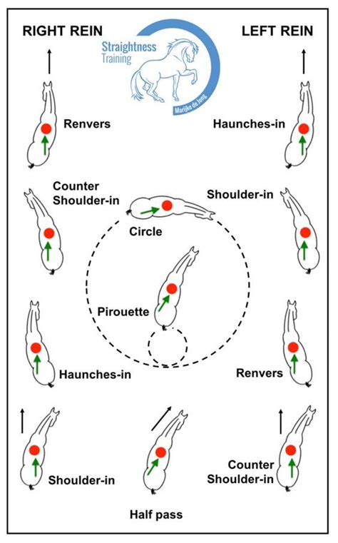 4 Tips On How To Train Lateral Movements: | Dressuurpaard, Paardentips, Paardrij tips