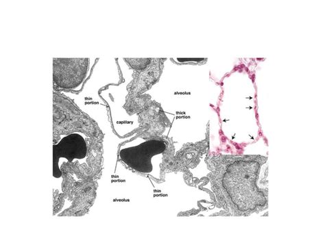 Anatomy and Physiology of Lung Interstitium