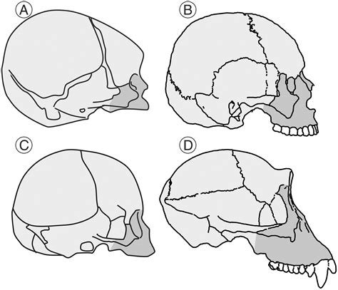 Heterochronies and allometries in the evolution of the hominid cranium: a morphometric approach ...