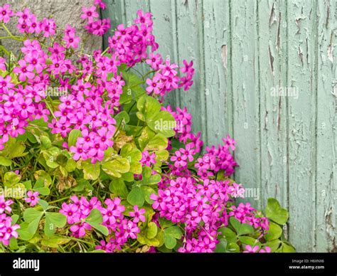 Brittany countryside, France Stock Photo - Alamy