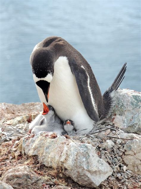 Do Penguins Mate for Life? - BioExpedition