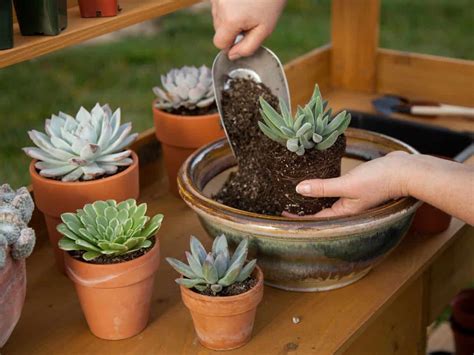 Should I Water Before or After Repotting? - Sublime Succulents