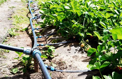 Smart Agricultural Irrigation Helps Conserve One of Our Most Precious Resources - Water ...